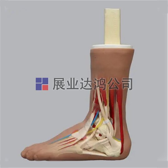 SAWBONES 1518-64腳踝解剖模型
