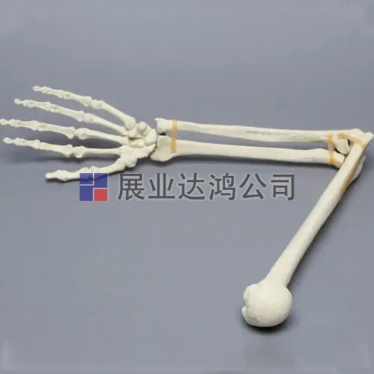 SAWBONES 1022-63-1手臂解剖模型