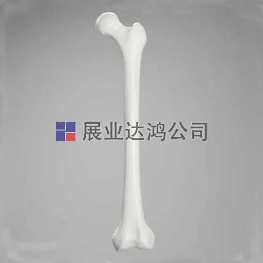 SAWBONES 1103股骨解剖模型