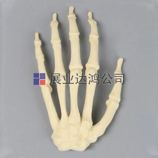 SAWBONES 1008-1手骨骼解剖模型